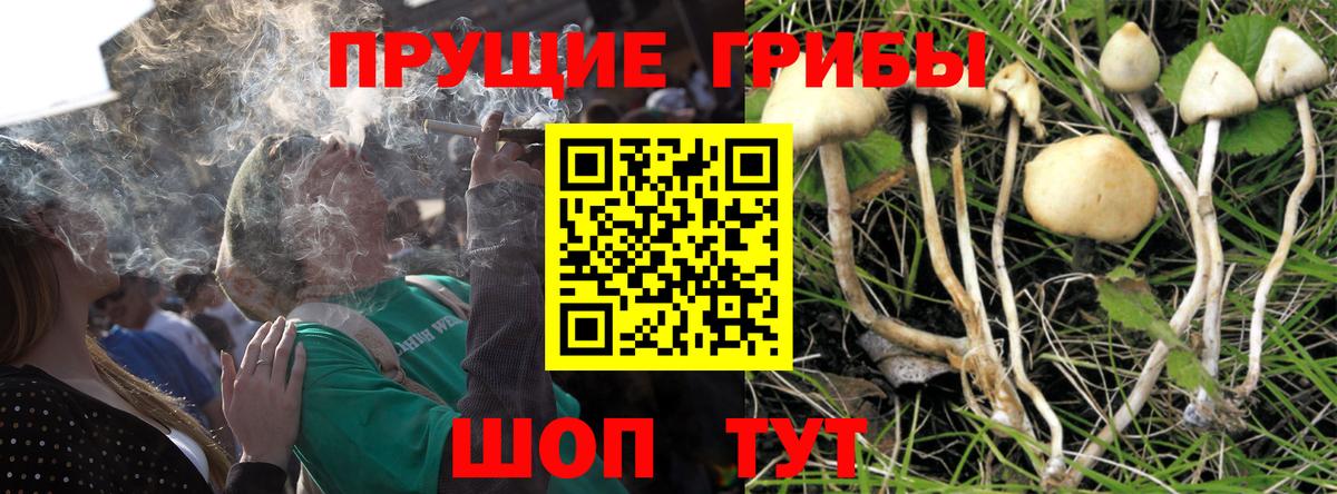 Псилоцибиновые грибы Cubensis Краснокамск